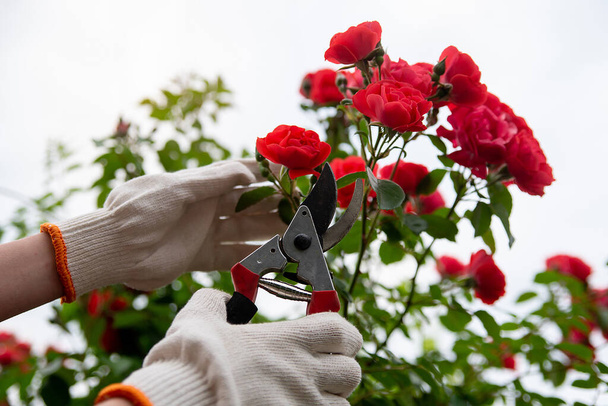tuingereedschap snoeier in handen tegen de achtergrond van een weelderige struik bloei van rode rozen. concept voor bloemisten en landschap desig - Foto, afbeelding