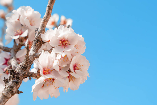 Квіти мигдалевого дерева на тлі блакитного неба в сонячний день. Прекрасна сцена природи з квітучим деревом і блакитним небом. Весняні квіти. Прекрасний сад. Простір весни для тексту
. - Фото, зображення