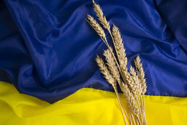 Bread ear on the background of the flag of Ukraine - Foto, Imagen
