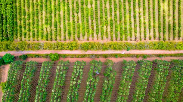 sadzenie rzędów eukaliptusa i soi na farmie w Brazylii, Sao Paulo. Widok z lotu ptaka - Zdjęcie, obraz