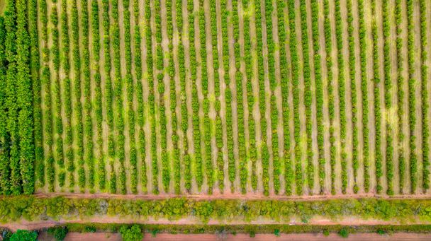 посадка рядов эвкалипта и соевых деревьев на ферме в Бразилии, Сан-Паулу. Вид с воздуха - Фото, изображение