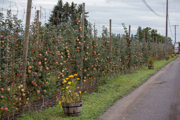 Kelowna 'daki elma çiftliği, Britanya Kolumbiyası, Kanada' daki ağaçlarda olgun kırmızı elmalar. - Fotoğraf, Görsel