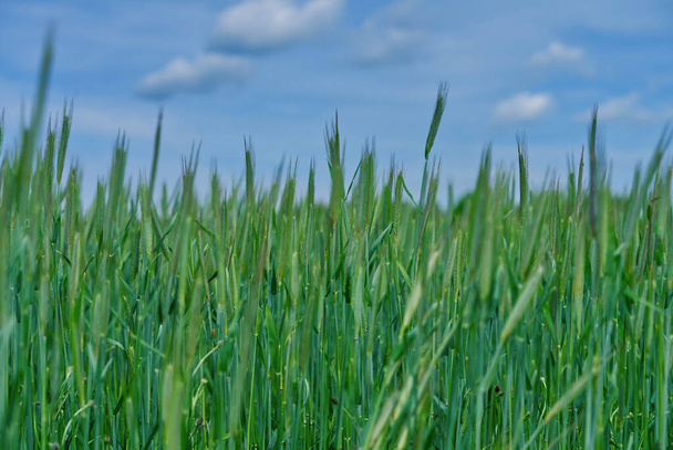 Ζουμερά φρέσκα αυτιά νεαρού πράσινου σιταριού στη φύση σε ένα καλοκαιρινό ανοιξιάτικο κοντινό πλάνο. Πράσινο χωράφι με σιτάρι κάτω από έναν πανέμορφο γαλάζιο ουρανό. μακροεντολή - Φωτογραφία, εικόνα