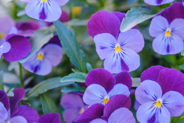 Blauviolette Stiefmütterchen. Teppich aus schönen, hellen Blumen im Frühling. - Foto, Bild