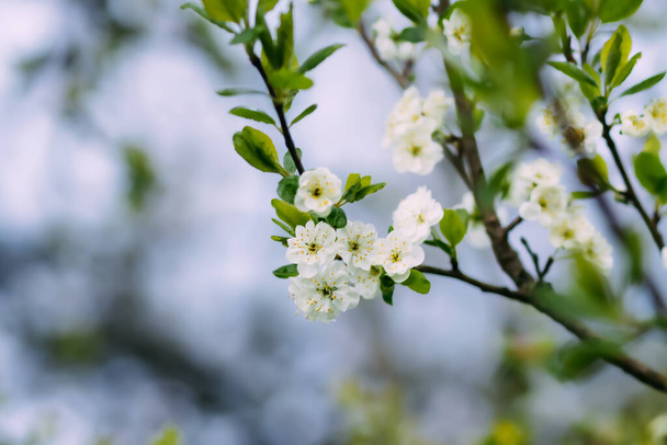 Beautiful spring flowers in the park. Nature background. - Fotó, kép