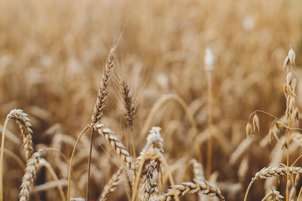 As hastes de trigo no campo da noite fecham-se. Fome global e crise alimentar. Colheita de grãos de verão e vida rural. Campo de culturas de trigo na Ucrânia rural. Orelhas maduras. Tranquilidade - Foto, Imagem