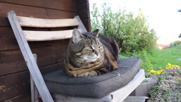 Brede hoekvideo van een kleine dikke kat op een stoel - Video