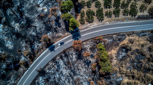 Bird's-eye view of burnt forests with drone. burnt trees - Foto, afbeelding