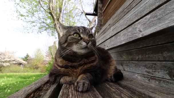 Széles látószögű videó egy kis kövér macskáról egy fa padon - Felvétel, videó