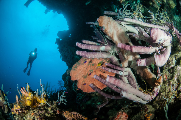 L'éponge géante Petrosia lignosa, Aplysina cauliformis et Aplysina ficiformis à Gorontalo, Indonésie photo sous-marine
 - Photo, image