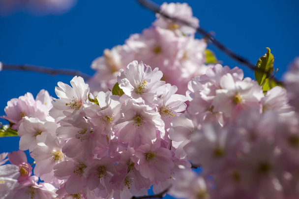 Красива вишня цвіте в парку. Крупним планом сакура повна квітучих рожевих квітів навесні в мальовничому саду. Гілки дерева над сонячним блакитним небом. Текстура квіткового візерунка, шпалери
 - Фото, зображення