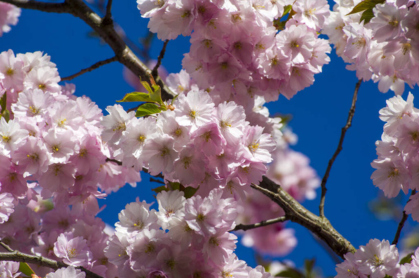 Όμορφα άνθη κερασιάς στο πάρκο. Κοντινό πλάνο του δέντρου sakura γεμάτο με ανθισμένα ροζ λουλούδια την άνοιξη σε ένα γραφικό κήπο. Κλαδιά του δέντρου πάνω από ηλιόλουστο γαλάζιο ουρανό. Floral μοτίβο υφή, ταπετσαρία - Φωτογραφία, εικόνα