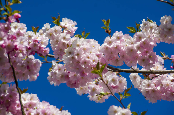 Beautiful cherry blossoms in park. Close-up of sakura tree full in blooming pink flowers in spring in a picturesque garden. Branches of the tree over sunny blue sky. Floral pattern texture, wallpaper - Foto, immagini
