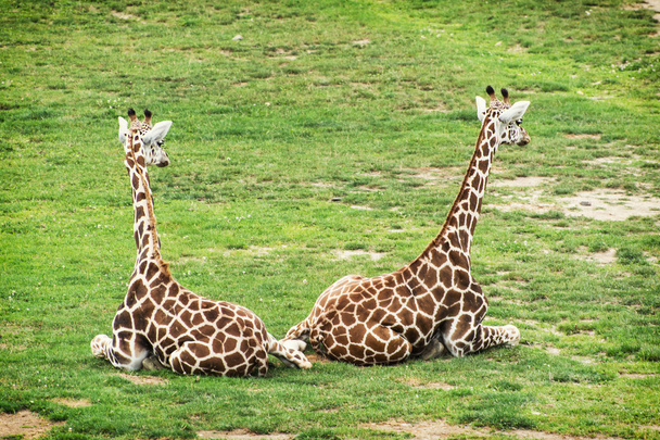 Dos jirafas Rothschild
 - Foto, Imagen
