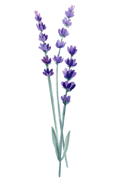 Logo and lavender branch. Flowers on isolated white background, watercolor illustration. High quality illustration - Valokuva, kuva