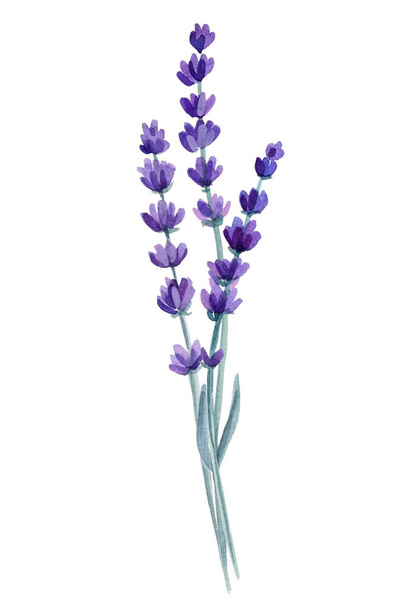 Set of lavender flowers, bouquet of lavender flowers on isolated white background, watercolor illustration. High quality illustration - Photo, image