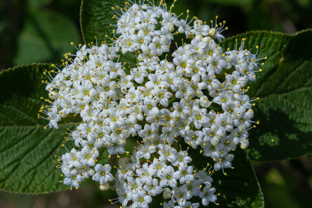 White inflorescence of on a branch of a plant called Viburnum lantana Aureum close-up. - Photo, Image
