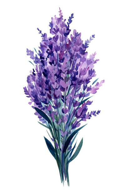 Lavender flowers set, bouquet of lavender flowers on isolated white background, watercolor illustration. High quality illustration - Foto, Imagem