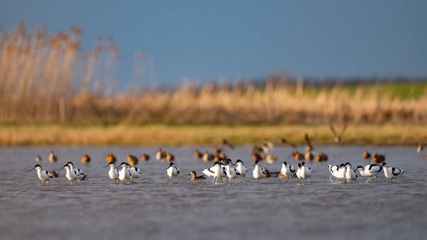 Pied avocets and flying Garganey ducks - Photo, image