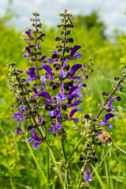 Salvia pratensis, niitty clary tai niitty salvia, on laji kukinnan kasvi perheessä Lamiaceae, kotoisin Euroopasta, Länsi-Aasiassa ja Pohjois-Afrikassa - Valokuva, kuva
