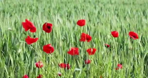 las amapolas rojas del campo en un campo con trigo en un día soleado del verano balancean en el viento. La agricultura. Crisis mundial del grano - Imágenes, Vídeo