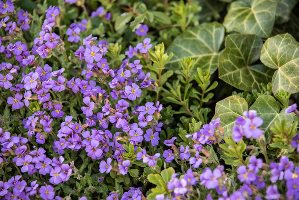 die kleinen violetten Blüten der Aubrieta als Bodendeckerpflanze zusammen mit Efeu im Frühlingsgarten - Foto, Bild