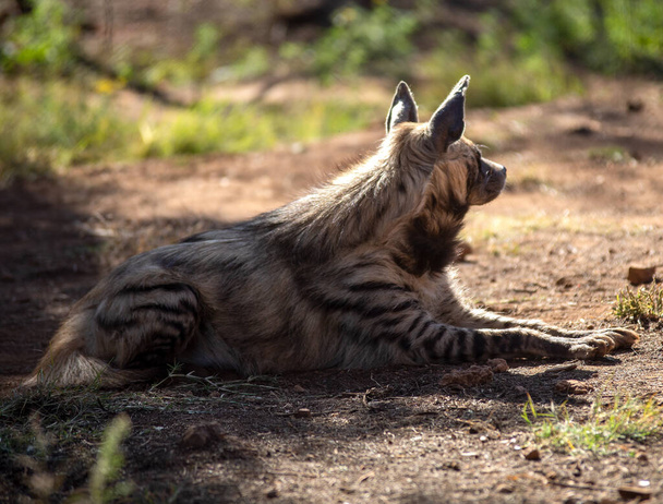 Adulto hiena sob a sombra de uma árvore que se abriga do sol da savana africana na África do Sul, este grande predador recupera sua energia para caçar no belo pôr do sol africano. - Foto, Imagem