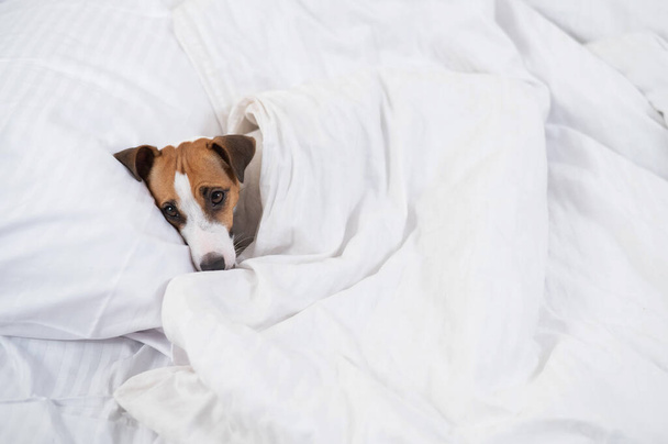 Jack Russell Terrier dog lies in bed under the covers. The pet sleeps in the bedroom - Foto, afbeelding