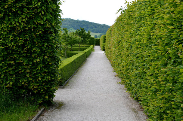 hornbeam green hedge in spring lush leaves let in light trunks and larger branches can be seen natural separation of the garden from the surroundings can withstand drought  - Photo, Image