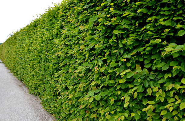 Κερασφόρος πράσινος φράχτης στα ανοιξιάτικα καταπράσινα φύλλα που αφήνουν ανοιχτούς κορμούς και μεγαλύτερα κλαδιά μπορεί να δει κανείς φυσικός διαχωρισμός του κήπου από το περιβάλλον μπορεί να αντέξει την ξηρασία  - Φωτογραφία, εικόνα