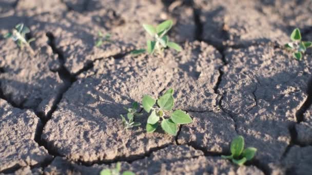 乾燥した地球の割れ表面層の質感。乾燥した地面、若い植物は生命のために戦っている、水なしで干ばつ - 映像、動画