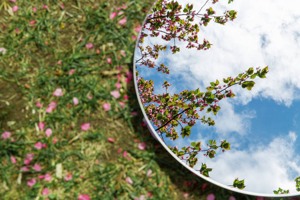 nature and flora concept - close up of cherry tree blossoms reflection in round mirror on ground in spring garden - Foto, immagini