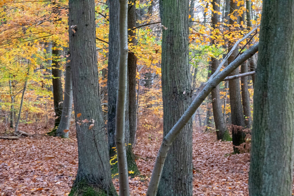 bosque de otoño por la mañana - Foto, imagen