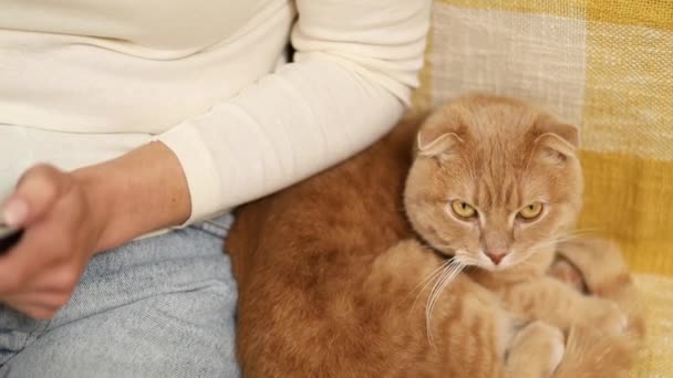 Mujer joven irreconocible con un lindo gato escocés jengibre en casa en el sofá, gato de mascotas, mascotas de amor. - Imágenes, Vídeo