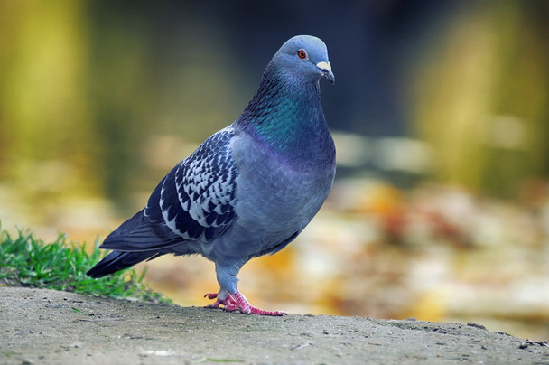 Portrait of a pigeon. - Foto, Imagem