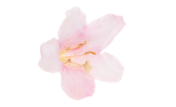 weigela flowers isolated on white background - Photo, image