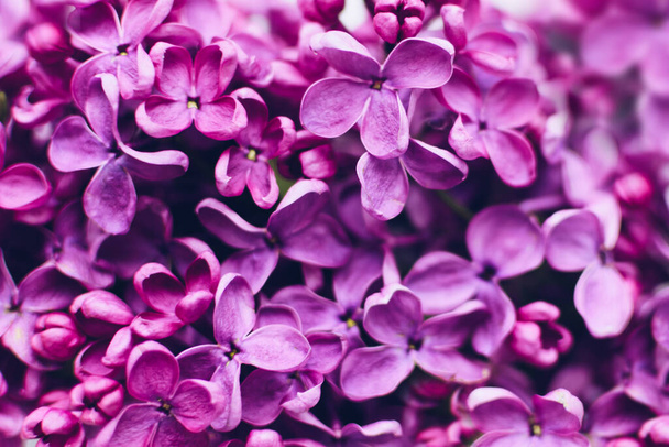 Schöne Frühlingsblumen lila Textur Hintergrund. Syringa vulgaris. Glückwunschkarte zum Muttertag. Kopierraum. - Foto, Bild