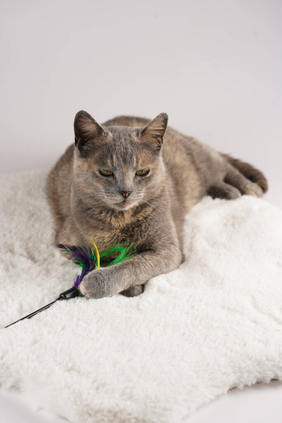 Adult european short hair cat blue tortie laying on a white faux fur rug with its toy and looking to the side - Photo, Image