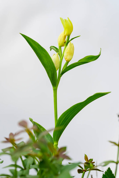 Cephalanthera damasonium, terrestrial orchid of the Orchidaceae family. - Photo, Image