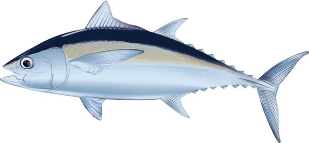 Illustration of tuna fish - Photo, Image