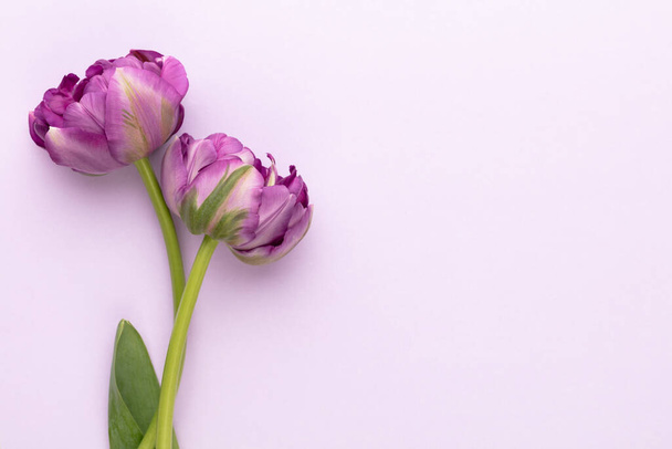 Lilac tulip flowers on pastel background. - Foto, Imagen