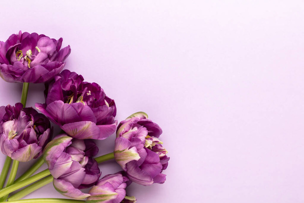 Lilac tulip flowers on pastel background. - 写真・画像