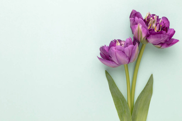 Lilac tulip flowers on pastel background. - Foto, imagen
