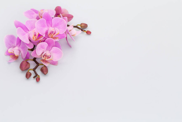 Pink orchid theme objects on pastel background. - Φωτογραφία, εικόνα