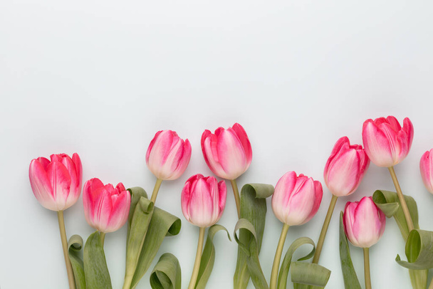 Pink tulip flowers on pastel background. - Φωτογραφία, εικόνα
