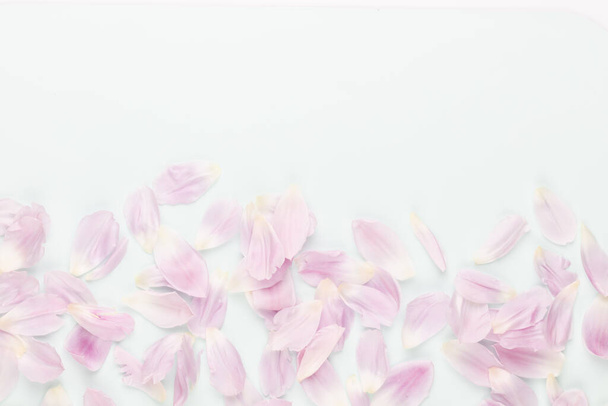 Pink tulip petals on pastel background. - Zdjęcie, obraz