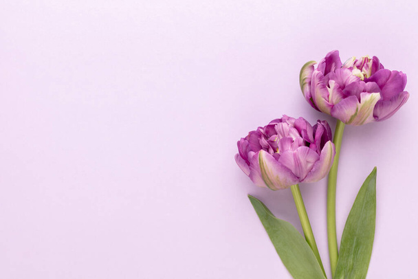 Lilac tulip flowers on pastel background. - 写真・画像