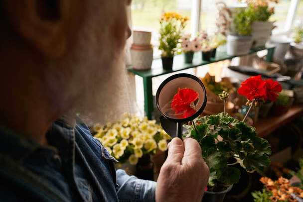 Kırpılmış gümüş sakallı adam elinde kırmızı çiçeği incelerken büyüteç kullanıyor. - Fotoğraf, Görsel