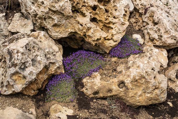 eine Wand aus großen Kalksteinblöcken in einem Steingarten mit kleinen Sträuchern lila blühender Steinkresse - Foto, Bild