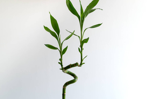 Detailní záběr Lucky bambusu (Dracaena sanderiana) na bílém pozadí. Dekorativní rostlina používaná doma i v kanceláři. - Fotografie, Obrázek